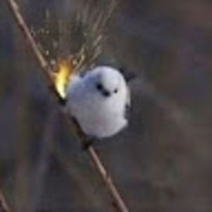 Meet your Posher, Ella